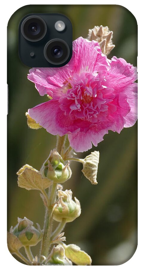 Nature iPhone Case featuring the photograph Hollyhock by Laurel Powell