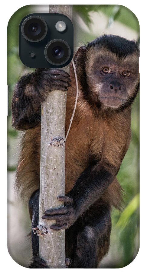 Primate iPhone Case featuring the photograph Hooded Capuchin Monkey by Teresa Wilson