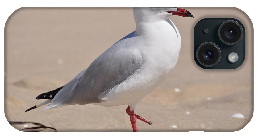 Photo iPhone Case featuring the photograph Hop-Along Seagull by Csilla Florida