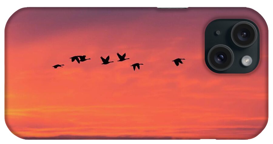 Birds iPhone Case featuring the photograph Horicon Marsh Geese by Paul Schultz