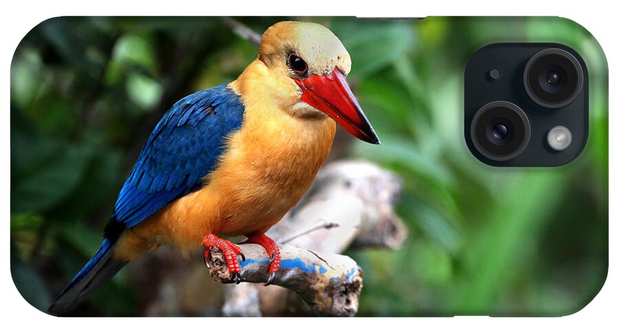  iPhone Case featuring the photograph Stork-billed Kingfisher by Darcy Dietrich