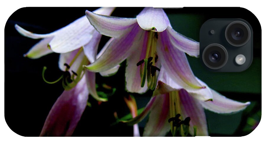 Purple Blossoms iPhone Case featuring the photograph Hostas Blossoms by Linda Stern