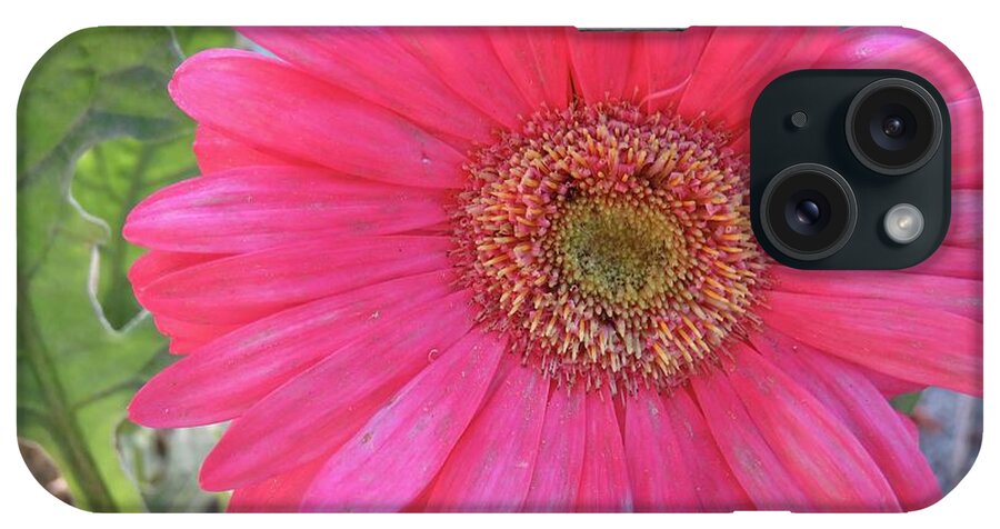 Flowers iPhone Case featuring the photograph Hot Pink Gerbera Daisy by Judith Lauter