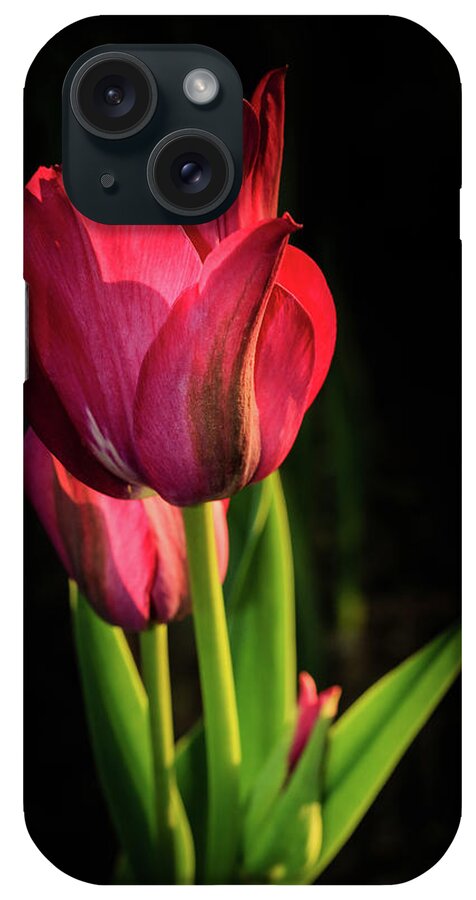 Illinois iPhone Case featuring the photograph Hot Pink Tulip on Black by Joni Eskridge