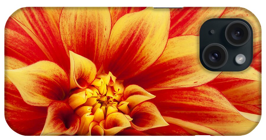 Dahlia iPhone Case featuring the photograph Hot Stuff by Patty Colabuono