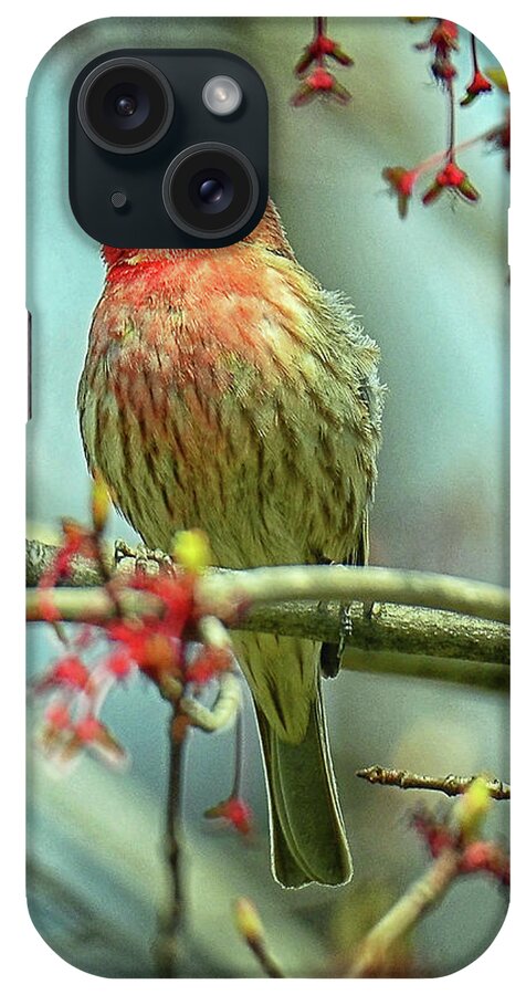 House Finch iPhone Case featuring the photograph House Finch in Spring by Rodney Campbell