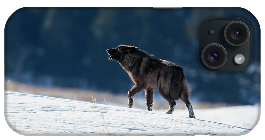 Mark Miller Photos iPhone Case featuring the photograph Howling Black Yearling Wolf by Mark Miller