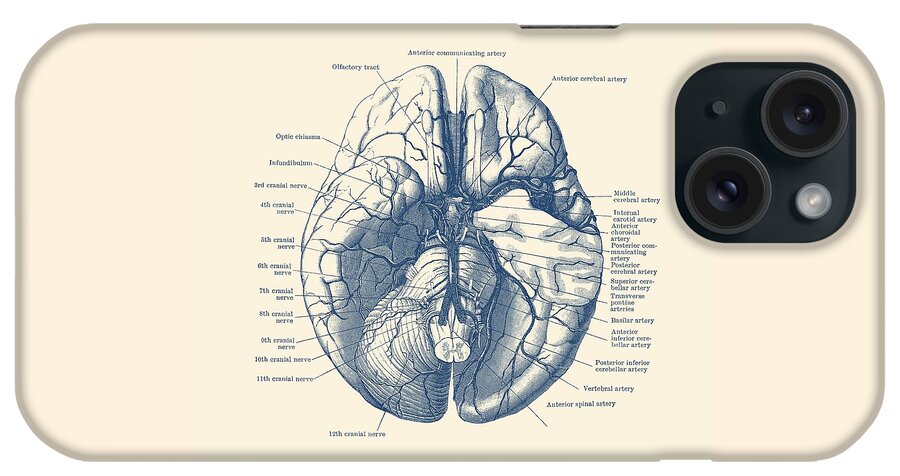 Brain iPhone Case featuring the drawing Human Brain Diagram - Anatomy Poster by Vintage Anatomy Prints