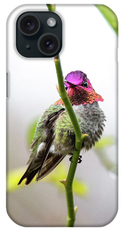 Anna's Hummingbird iPhone Case featuring the photograph Hummingbird 4855 by Pamela S Eaton-Ford