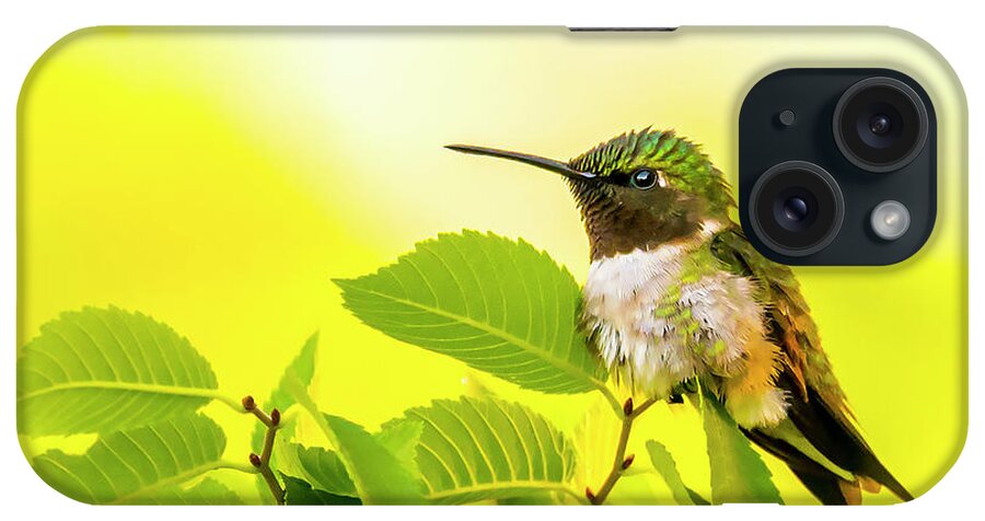 Backyard iPhone Case featuring the photograph Hummingbird Fluffing Up His Feathers by Phil And Karen Rispin