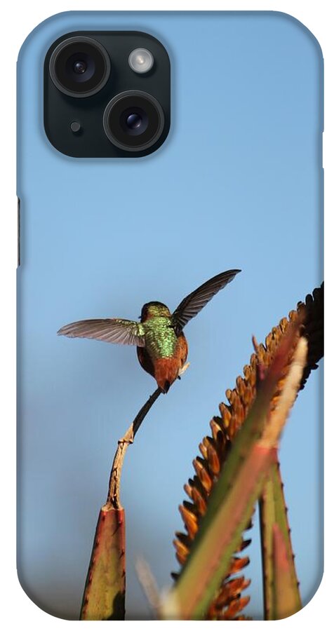 Hummingbird iPhone Case featuring the photograph Hummingbird Yoga by Amy Gallagher