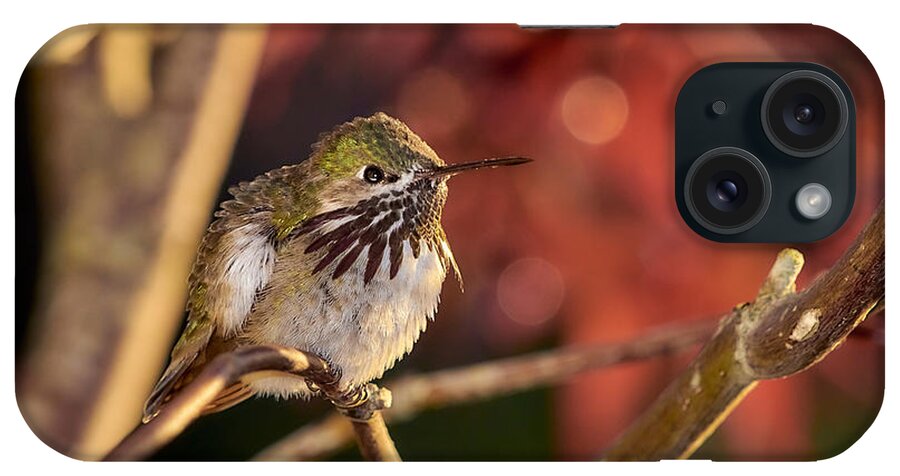 Hummingbird iPhone Case featuring the photograph Hummingbird1 by Loni Collins