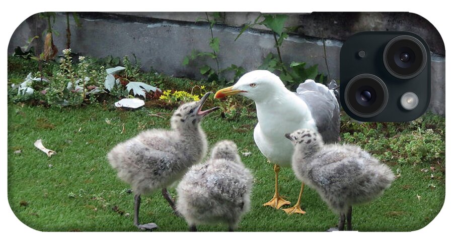 Irish Seagulls iPhone Case featuring the photograph Hungry baby seagulls by Cindy Murphy