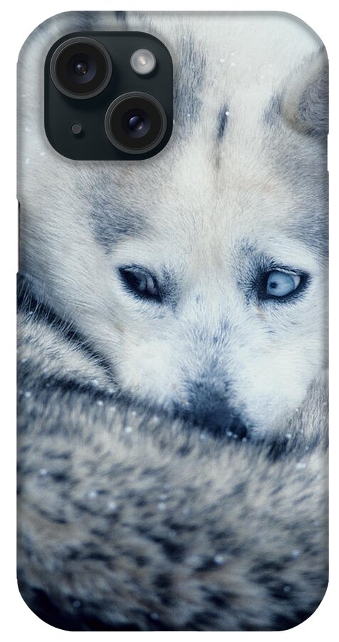 Husky iPhone Case featuring the photograph Husky Curled Up by Steve Somerville