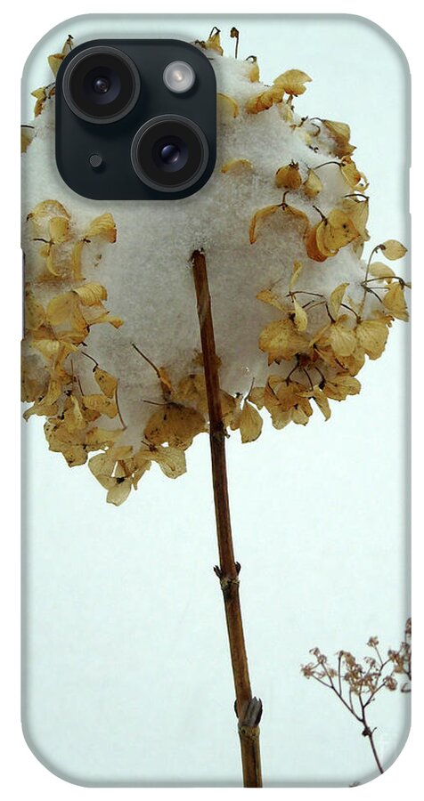 Snowy iPhone Case featuring the photograph Hydrangea Blossom in Snow by Susan Lafleur