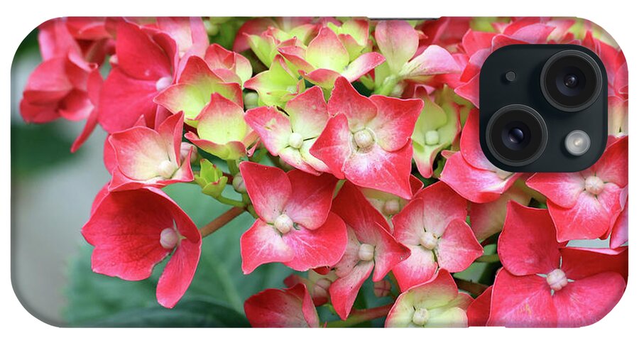 Flower iPhone Case featuring the photograph Hydrangea Flower by Teresa Zieba