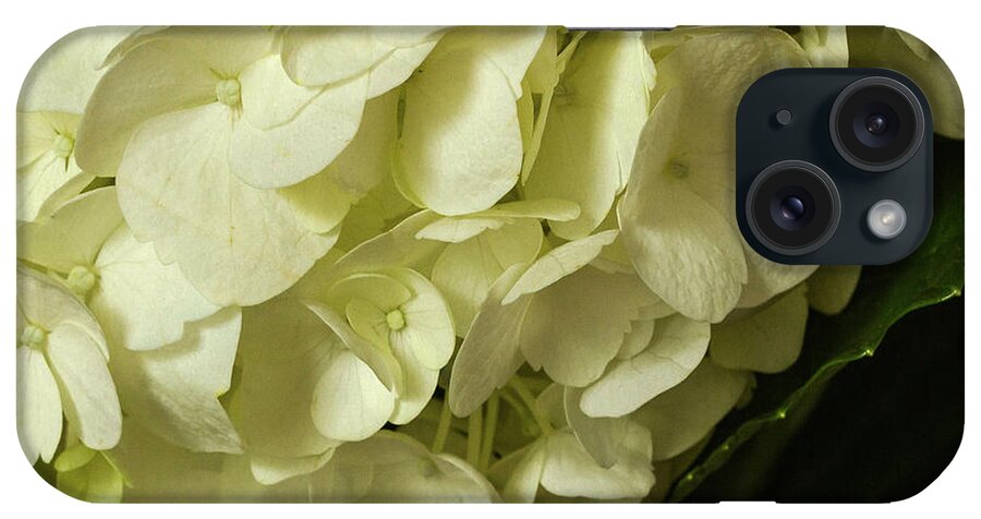 Hydrangea iPhone Case featuring the photograph Hydrangea in a Vase by Cheryl Day