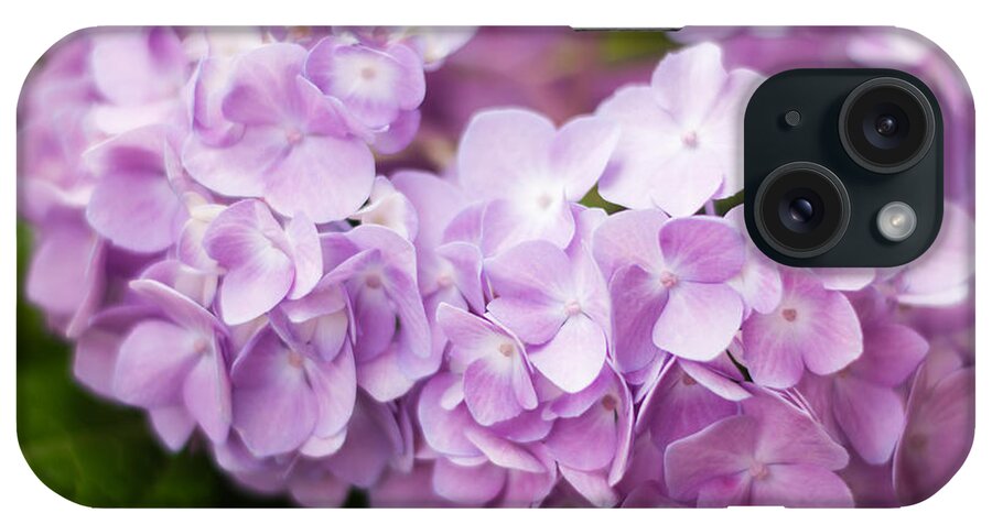 Hydrangea iPhone Case featuring the photograph Hydrangea in Purple by Parker Cunningham
