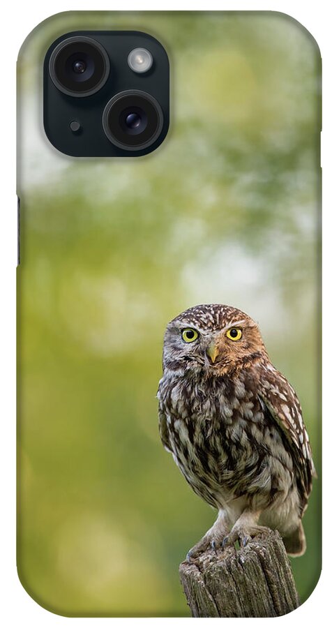 Adult iPhone Case featuring the photograph I C U - Little owl watching the photographer by Roeselien Raimond