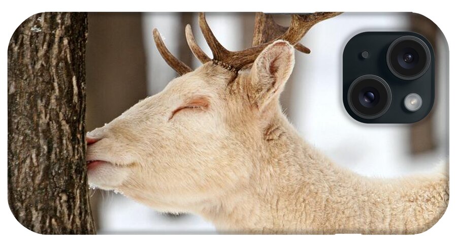 Deer iPhone Case featuring the photograph I LOVE this tree by Heather King