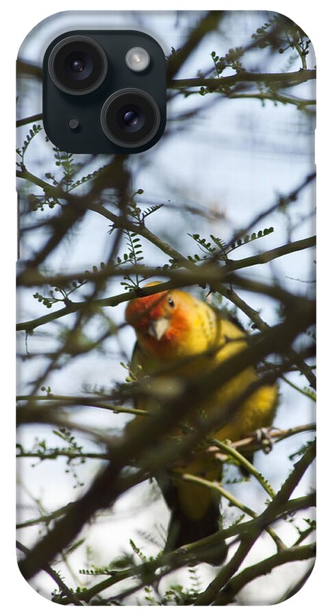 Western Tanager.thraupidae iPhone Case featuring the photograph I See You by Daniel Hebard