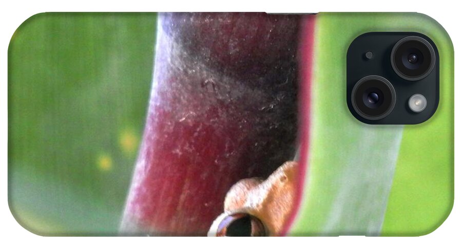 A Baby Frog Living Inside The Bright iPhone Case featuring the photograph I See You Freddie the Peeping Frog by Belinda Lee