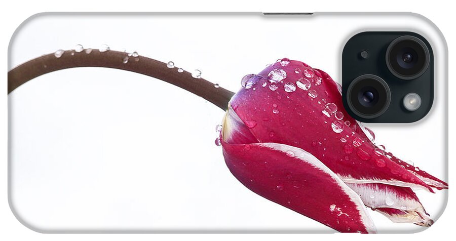 Tulips iPhone Case featuring the photograph Ice Drops On Tulip by James Steele
