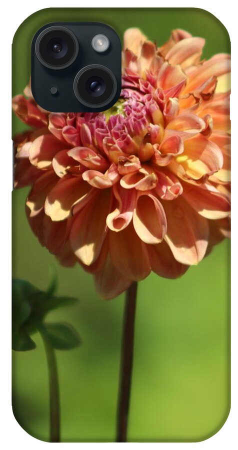 Ice Tea iPhone Case featuring the photograph Iced Tea Dahlia in Marzipan and Milano Tones by Colleen Cornelius
