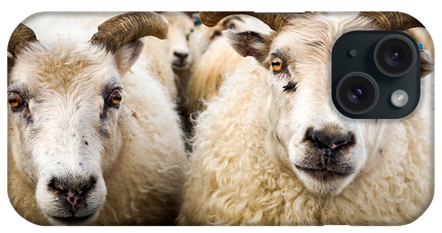 Iceland iPhone Case featuring the photograph Icelandic sheep by Birgitta Stefansdottir