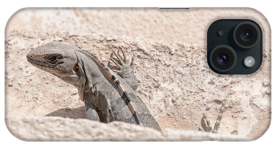 Mexico Quintana Roo iPhone Case featuring the digital art Iguana at Sian Ka'an Biosphere by Carol Ailles