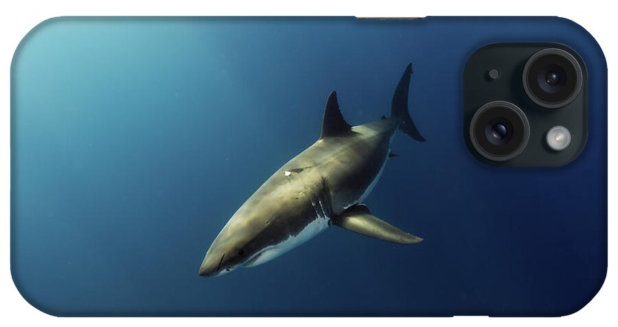 Great White iPhone Case featuring the photograph Illuminated by Shane Linke