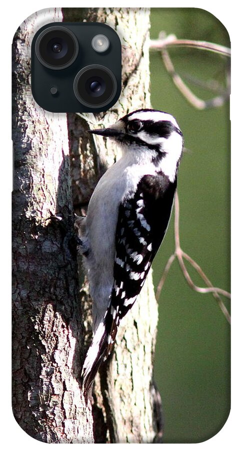 Downy Woodpecker iPhone Case featuring the photograph IMG_2175-004 - Downy Woodpecker by Travis Truelove