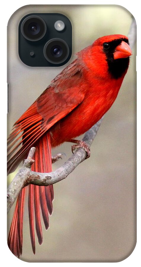 Northern Cardinal iPhone Case featuring the photograph IMG_3137-011 - Northern Cardinal by Travis Truelove