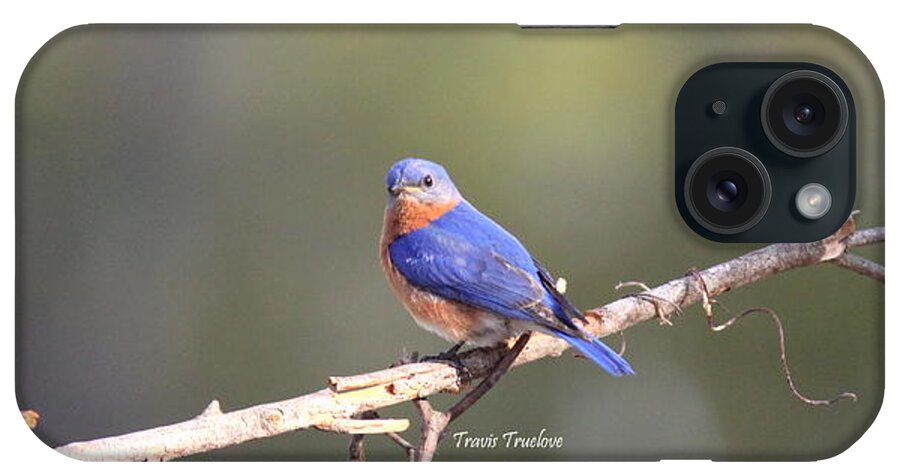 Eastern Bluebird iPhone Case featuring the photograph IMG_3145-001 - Eastern Bluebird by Travis Truelove