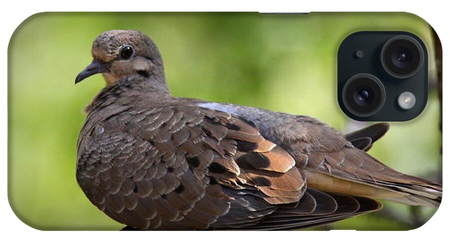 Mourning Dove iPhone Case featuring the photograph IMG_3379-001 - Mourning Dove by Travis Truelove