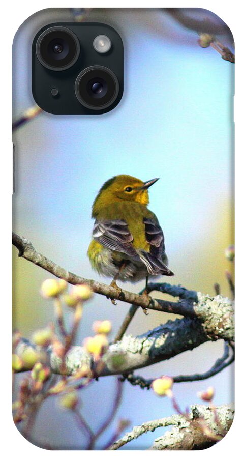 Pine Warbler iPhone Case featuring the photograph IMG_3822-002 - Pine Warbler by Travis Truelove