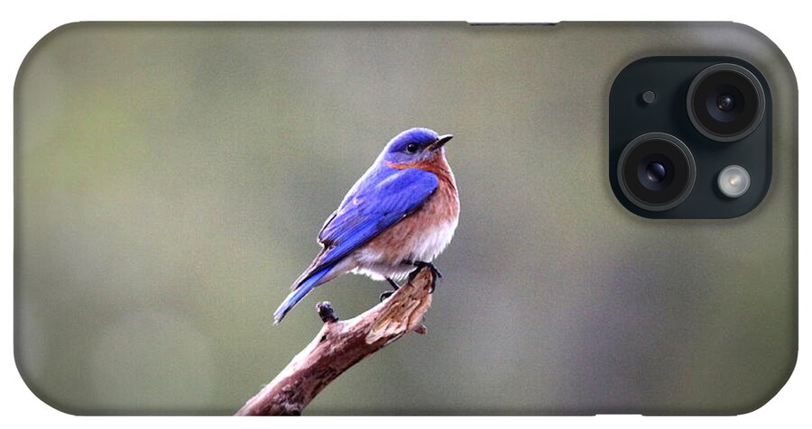  Eastern Bluebird iPhone Case featuring the photograph IMG_5199-003 - Eastern Bluebird by Travis Truelove