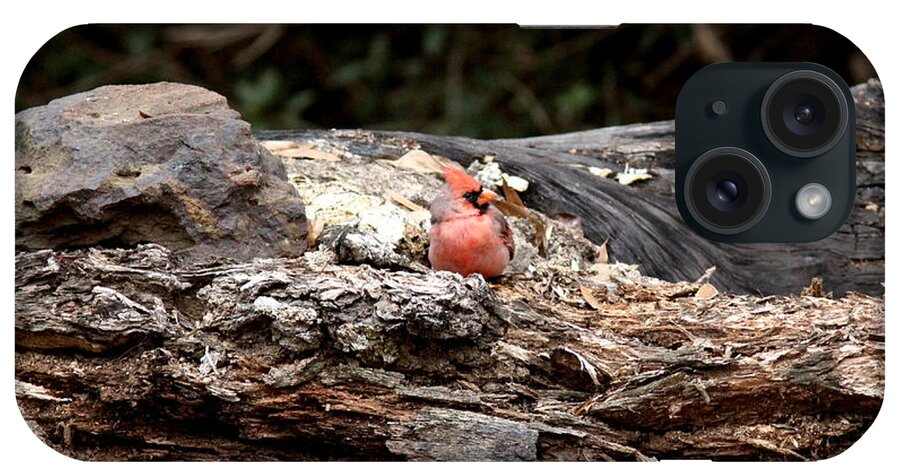 Pink Northern Cardinal iPhone Case featuring the photograph IMG_6973 - Pink Northern Cardinal by Travis Truelove