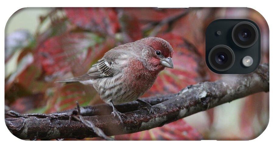 House Finch iPhone Case featuring the photograph IMG_6988 - House Finch by Travis Truelove