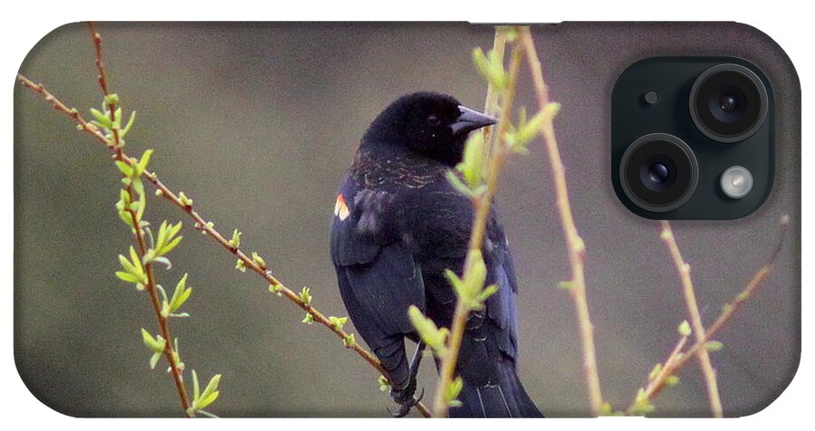 Red-winged Blackbird iPhone Case featuring the photograph IMG_9699-001 - Red-winged Blackbird by Travis Truelove