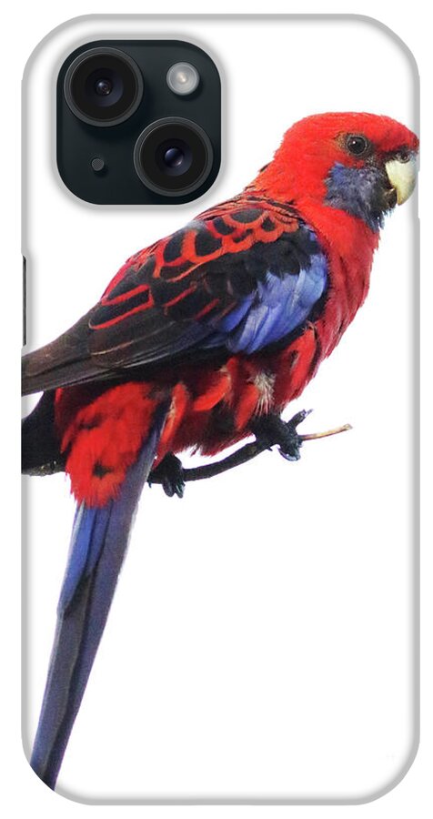Australia iPhone Case featuring the photograph Immaculate Portrait Of Crimson Rosella by Max Allen