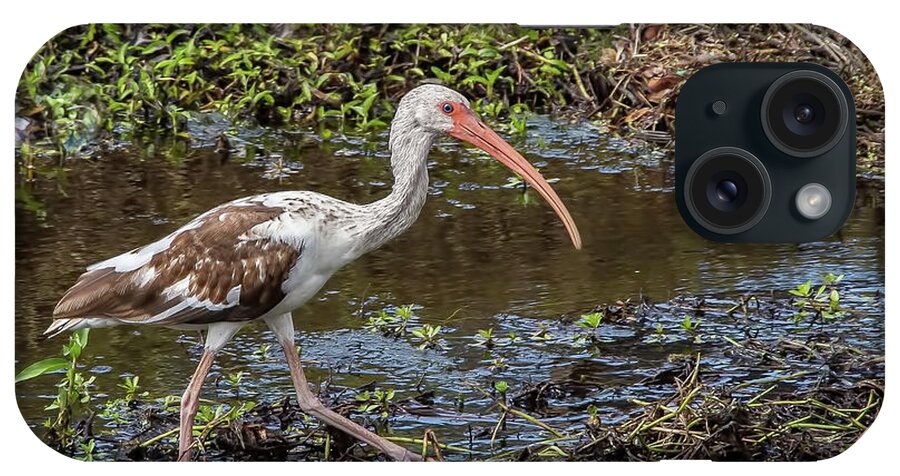 Red Bug Slough iPhone Case featuring the photograph Immature White Ibis by Richard Goldman