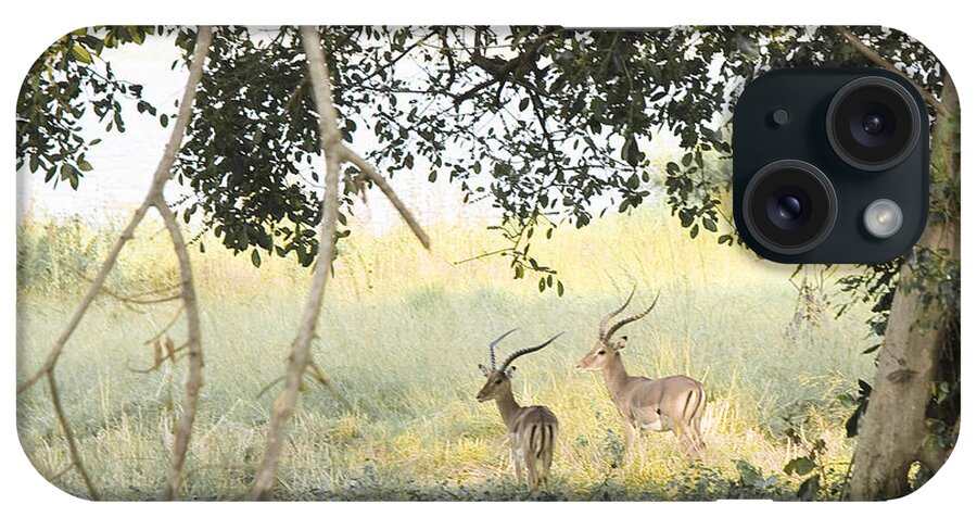 Wildlife iPhone Case featuring the photograph Impala by Patrick Kain