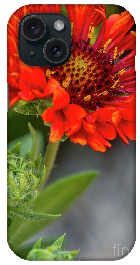 Green iPhone Case featuring the photograph In Bloom by Deborah Klubertanz
