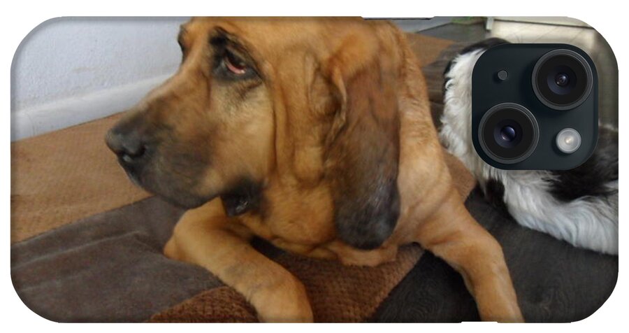 Bloodhound iPhone Case featuring the photograph In Deep Thought by Val Oconnor