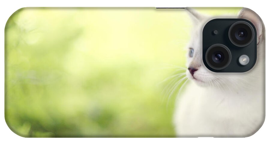 Kitten iPhone Case featuring the photograph In Her Eyes by Amy Tyler