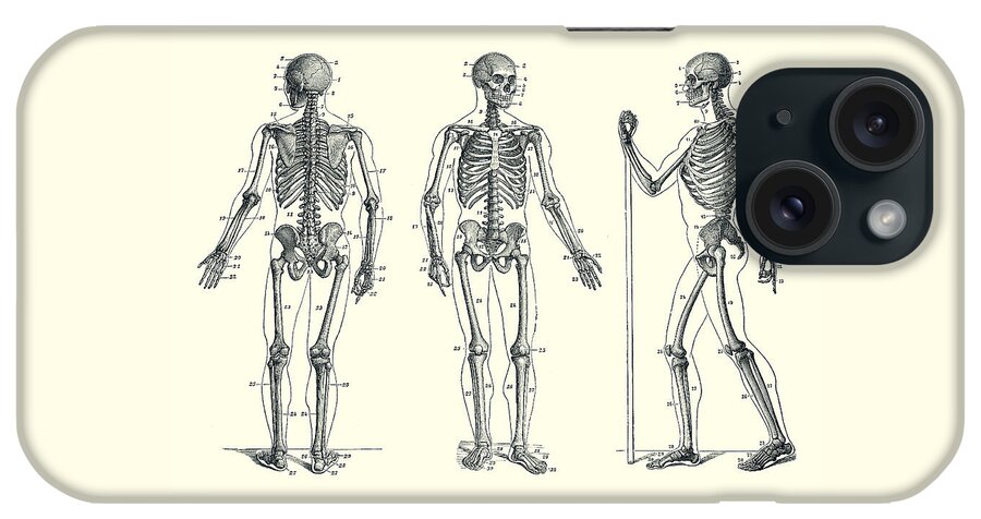 Skeleton iPhone Case featuring the drawing In Motion Skeletal Diagram - Vintage Anatomy 2 by Vintage Anatomy Prints