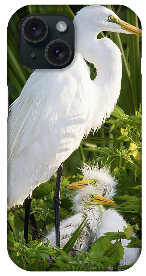 Ardea Alba iPhone Case featuring the photograph In the Nest by Dawn Currie