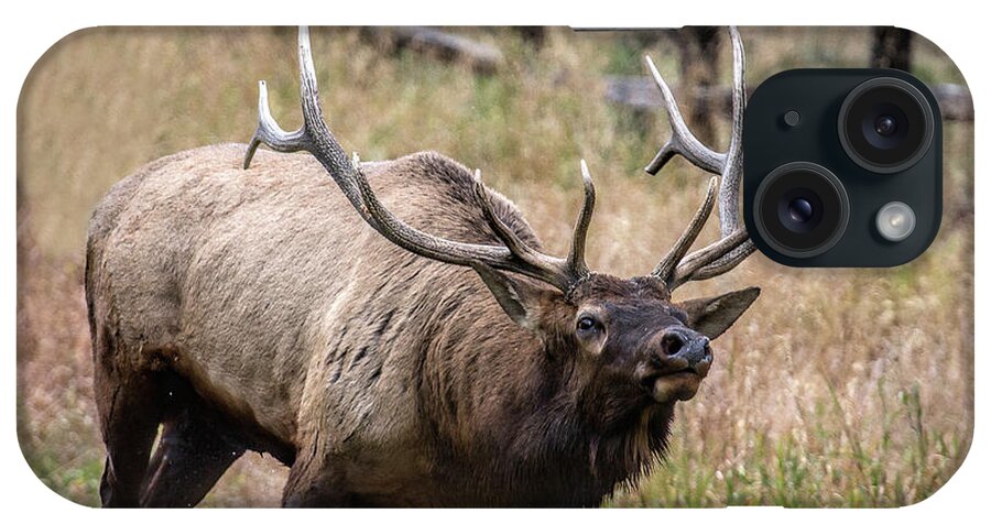 Bull Elk iPhone Case featuring the photograph In this Corner by Jim Garrison