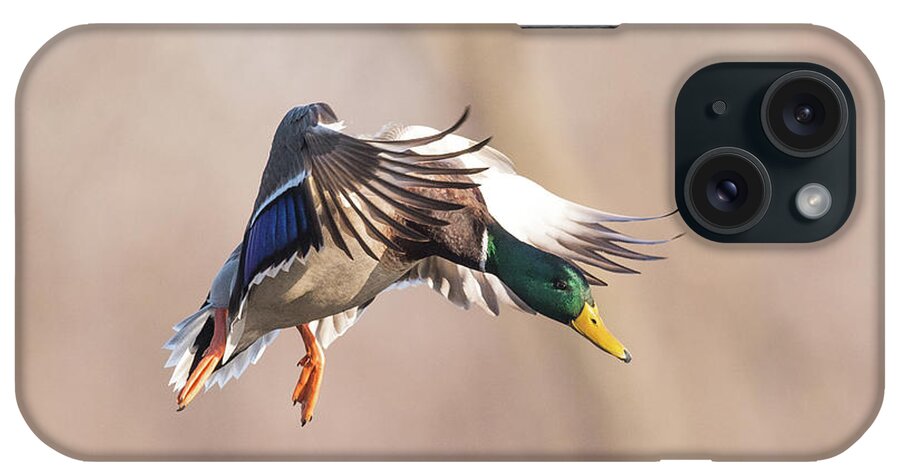 Mallard iPhone Case featuring the photograph Incoming by Paul Freidlund